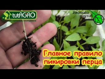 СЕКРЕТ УСПЕШНОЙ РАССАДЫ ПЕРЦА: ВСЕГДА СИЛЬНАЯ И МОЩНАЯ РАССАДА. Рабочий совет по рассадке сеянцев.