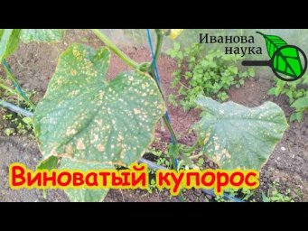 ПОЧЕМУ ГОРЯТ ЛИСТЬЯ? На листьях пятна, ожоги, листья скручиваются, желтеют, чернеют после обработки.