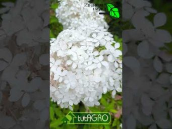 Вот куда надо тащить все опавшие яблоки! Весь опад фруктов тащите СЮДА!