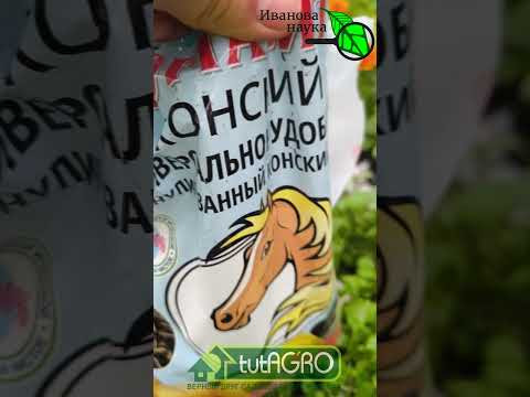 ЗЕЛЕНЬ ВЫРАСТЕТ ПРОСТО ЗАГЛЯДЕНЬЕ: чем подкармливать укроп, петрушку и другую зелень в огороде.