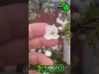 ОБЯЗАТЕЛЬНАЯ и ГЛАВНАЯ ОБРАБОТКА САДА ВЕСНОЙ. Срочно сделайте ЭТО, чтобы не остаться без урожая.