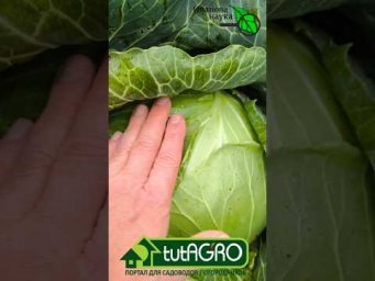 В 100 раз вкуснее и полезнее обычной квашенной капусты. Приготовьте крошево - не пожалеете!