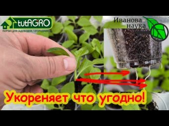 ГЕНИАЛЬНО и ПРОСТО: 100 % укоренение черенков за пару дней. Любой черенок пускает корни за 3 дня.