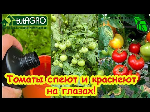 ТОМАТЫ НА ГРАНИ ГИБЕЛИ, но это средство их спасет! Созреют даже больные томаты. ТОМАТЫ НА ГРАНИ ГИБЕЛИ, но это средство их спасет! Созреют даже больные томаты.