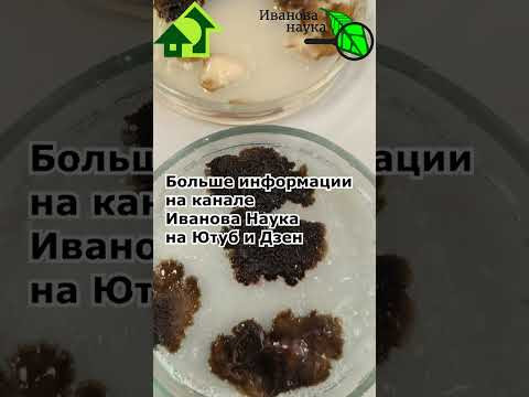 ЭТИ КЛЯКСЫ - САМЫЕ ПОЛЕЗНЫЕ МИКРОБЫ ДЛЯ ПОЧВЫ, вот они на чашках Петри. Научная пятница началась! ЭТИ КЛЯКСЫ - САМЫЕ ПОЛЕЗНЫЕ МИКРОБЫ ДЛЯ ПОЧВЫ, вот они на чашках Петри. Научная пятница началась!