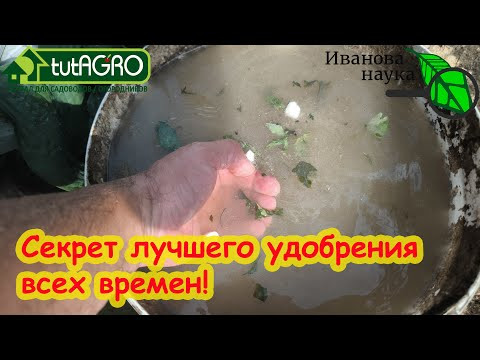 ГОТОВИМ ОСОБУЮ БОЛТУШКУ ДЛЯ НАЛИВА ПЛОДОВ ТОМАТА, ОГУРЦА БЕЗ ОСТАНОВКИ! Лучшее удобрение всех времен ГОТОВИМ ОСОБУЮ БОЛТУШКУ ДЛЯ НАЛИВА ПЛОДОВ ТОМАТА, ОГУРЦА БЕЗ ОСТАНОВКИ! Лучшее удобрение всех времен