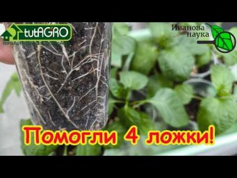 Всего 4 ЛОЖКИ &mdash; и рассаду не узнать! Мощные корни и толстый ствол. Мой личный опыт.