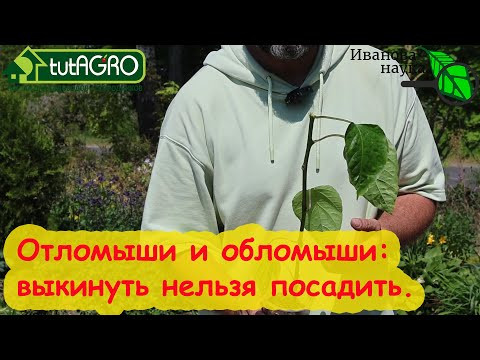 ОТЛОМАЛАСЬ ВЕРХУШКА ОТ РАССАДЫ, что делать: сажать или выкинуть? ОТЛОМАЛАСЬ ВЕРХУШКА ОТ РАССАДЫ, что делать: сажать или выкинуть?