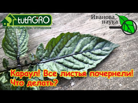 ЛИСТЬЯ ТОМАТА ПОЧЕРНЕЛИ. Почему чернеют листья у томата, огурца и других растений? Томат заболел. ЛИСТЬЯ ТОМАТА ПОЧЕРНЕЛИ. Почему чернеют листья у томата, огурца и других растений? Томат заболел.