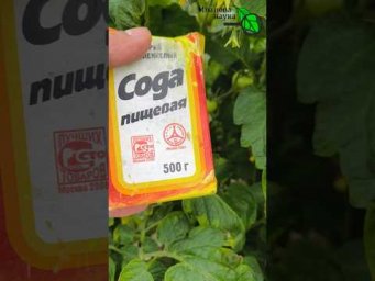 Никаких пятен и жёлтых листьев!  Щепотка соды спасает сад и огород от всех болезней!