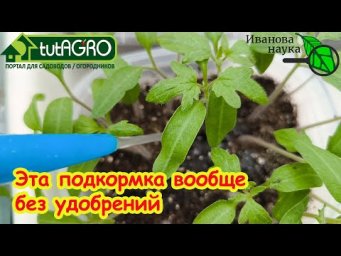 УТОЛЩЕНИЕ РАССАДЫ УЖЕ ВИДНО НА ТРЕТИЙ ДЕНЬ! Поливаю рассаду вот таким раствором!