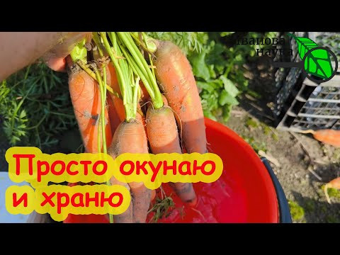 Вы БУДЕТЕ В ШОКЕ, КОГДА УЗНАЕТЕ, КАК Я ХРАНЮ МОРКОВЬ и СВЁКЛУ! Не гниет и не сохнет до нового урожая
