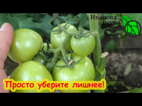 УБЕРИТЕ ЛИШНЕЕ С ТОМАТА и он даст огромный урожай!