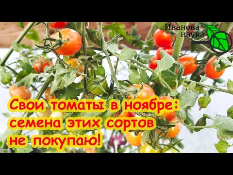 ЦВЕТУТ и ПЛОДОНОСЯТ ДО СИХ ПОР! Сад и огород в НОЯБРЕ. Самые поздние цветы и украшения участка. ЦВЕТУТ и ПЛОДОНОСЯТ ДО СИХ ПОР! Сад и огород в НОЯБРЕ. Самые поздние цветы и украшения участка.