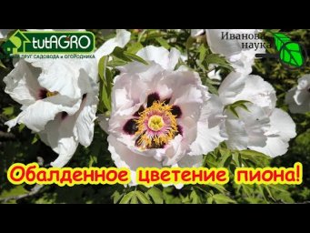 НИКОГДА НЕ ДЕЛАЙТЕ ЭТО С ПИОНАМИ, А ТО НЕ БУДУТ ЦВЕСТИ. ТРИ ПРОСТЫХ ПРАВИЛА УХОДА ЗА ПИОНАМИ.
