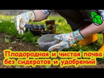 ОБОЙДЕМСЯ БЕЗ СИДЕРАТОВ! Не успели посеять сидераты? Ну и что!