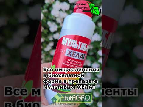 Бор от А до Я: секрет сумасшедшего урожая. Когда и как обрабатывать огурцы и томаты бором Бор от А до Я: секрет сумасшедшего урожая. Когда и как обрабатывать огурцы и томаты бором