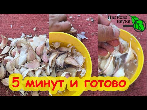 НЕ САЖАЙТЕ ОЗИМЫЙ ЧЕСНОК!!! Чтобы чеснок уродился, узнайте как надо подготовить чеснок к посадке. НЕ САЖАЙТЕ ОЗИМЫЙ ЧЕСНОК!!! Чтобы чеснок уродился, узнайте как надо подготовить чеснок к посадке.