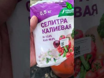 Залей ЭТО под арбуз! Сладкие гиганты за 5 дней!  Медовые мячи: копеечная подкормка для арбуза!
