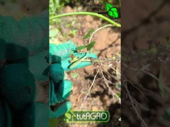 РАЗМНОЖЕНИЕ РОЗ БЕЗ ЧЕРЕНКОВ, КОРНЕВИНА, ТЕПЛИЦЫ и ПРЕПАРАТОВ. Быстрое получение саженцев роз.