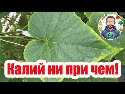 ПЯТНА НА ЛИСТЬЯХ - ПЕРЕКОРМИЛИ! 