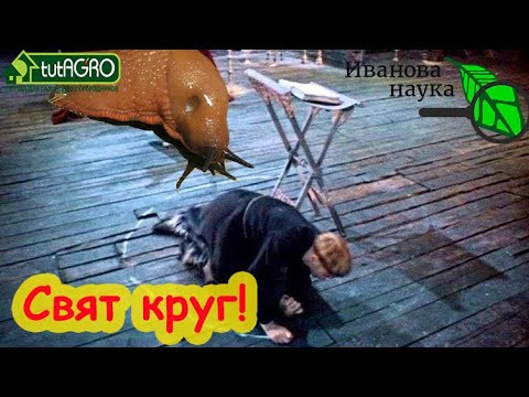ОНИ ПРИХОДЯТ ПО НОЧАМ! Рисуем круг-забор против слизней! Слизень не пройдет!
