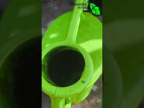 ВАЖНАЯ ПОДКОРМКА МОРКОВИ НА СЛАДОСТЬ и ХРАНЕНИЕ. Чем и как подкормить морковь, чтобы она не гнила. ВАЖНАЯ ПОДКОРМКА МОРКОВИ НА СЛАДОСТЬ и ХРАНЕНИЕ. Чем и как подкормить морковь, чтобы она не гнила.