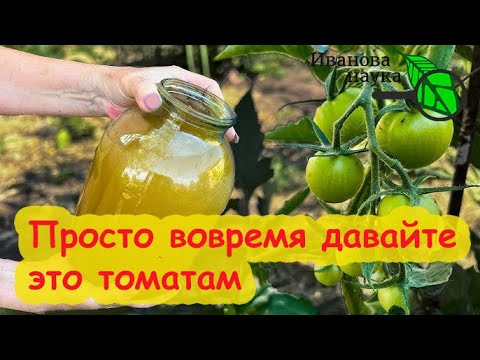 ТОМАТЫ СОБИРАЮ ВЕДРАМИ ДО ГЛУБОКОЙ ОСЕНИ! Просто дайте это томатам - и они заваливают урожаем! ТОМАТЫ СОБИРАЮ ВЕДРАМИ ДО ГЛУБОКОЙ ОСЕНИ! Просто дайте это томатам - и они заваливают урожаем!
