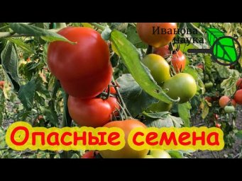 Никогда не берите семена с этих томатов. Можете лишиться урожая!