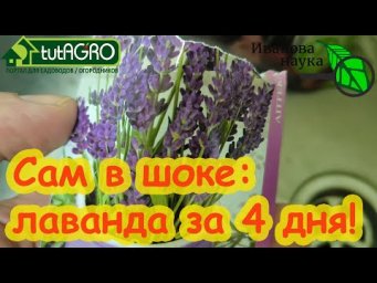 ЛАВАНДА ВСХОДИТ ЩЕТКОЙ ЗА 4 ДНЯ!!! Хочу лавандовое поле. Быстрая стратификация самых тугих семян.