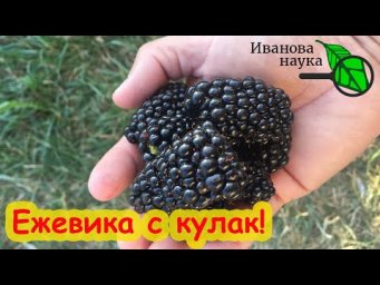 Кто любит ежевику? ЕЖЕВИКА ВЫРАСТЕТ С КУЛАК! Все секреты ежевики: сорта, посадка, уход, болезни.
