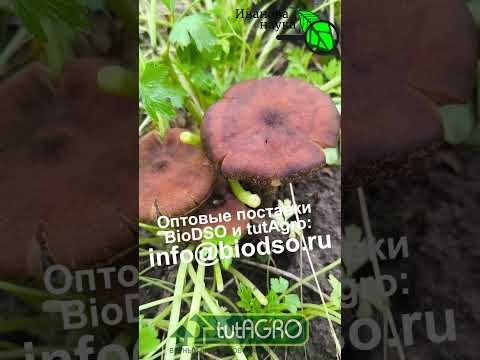 У вас в огороде растут опасные грибы! Не повторяйте ошибок! Поганки растут прямо в огороде.