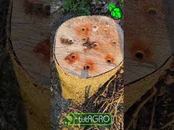 Не корчуйте пень: сделайте из него элитное удобрение.  Золото под ногами: превращаем пень в гумус