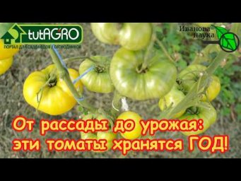 Любые томаты хранятся ГОД! Больше НЕ ПОКУПАЮ помидоры зимой! Секретное средство от болезней и гнили.