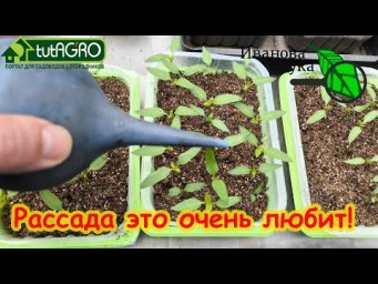 ДОМАШНЯЯ ПОДКОРМКА РАССАДЫ НА СЫВОРОТКЕ: 1 маленькая хитрость и рассада идеальная!