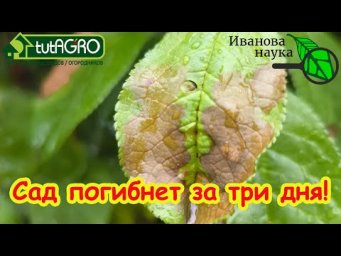 Всех касается! ЭТА ЗАРАЗА УБЬЕТ САД ЗА ТРИ ДНЯ, если не использовать это простое аптечное средство.