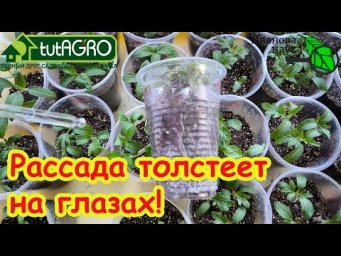 Дайте эту БОМБИЧЕСКУЮ подкормку рассаде и даже ХИЛАЯ рассада станет КРЕПКОЙ!