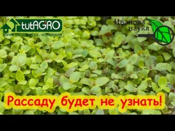 ПОЧЕМУ Я РАНЬШЕ НЕ ЗНАЛ ЭТОЙ СХЕМЫ? Ухаживаю за рассадой только так!!! Хилая рассада пойдет в рост.