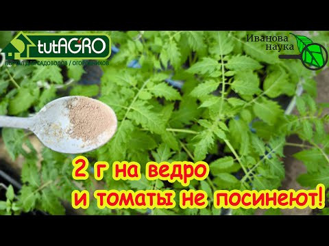 ТОМАТЫ ПОСИНЕЛИ. Что делать, если у томатов листья стали синие. Синеет рассада томатов.