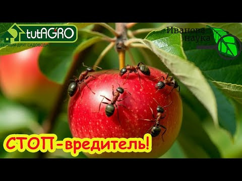 ПОСАДИЛ ЭТО ПОД ДЕРЕВЬЯМИ И МУРАВЬИ ПОВЫМИРАЛИ! Этот вкусный продукт уничтожит насекомых на раз-два! ПОСАДИЛ ЭТО ПОД ДЕРЕВЬЯМИ И МУРАВЬИ ПОВЫМИРАЛИ! Этот вкусный продукт уничтожит насекомых на раз-два!