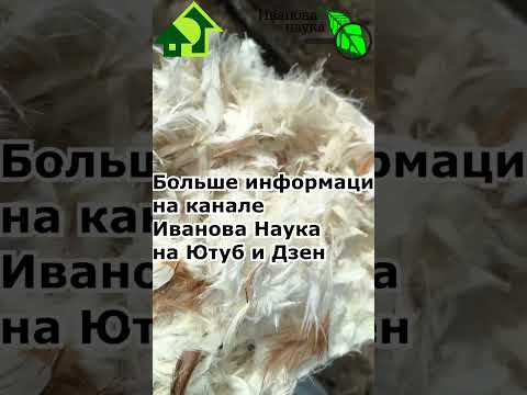 Не выбрасывайте старую подушку! Старая подушка... это источник большой пользы для огорода! Не выбрасывайте старую подушку! Старая подушка... это источник большой пользы для огорода!