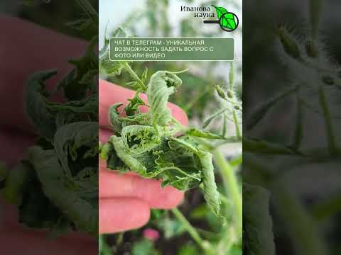 УРОЖАЮ ХАНА?! Томаты ПОКРУТИЛО во всей теплице! Что делать?! Жесткая ОШИБКА. УРОЖАЮ ХАНА?! Томаты ПОКРУТИЛО во всей теплице! Что делать?! Жесткая ОШИБКА.