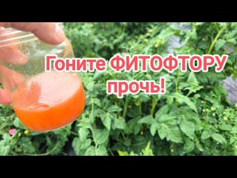 ОДНА КАПЛЯ и НИКАКОЙ ФИТОФТОРЫ! Срочное избавление от фитофторы и пероноспороза во всем огороде.