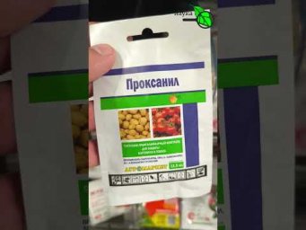 Никто не верит, а это работает!  Огород без фитофторы из года в год