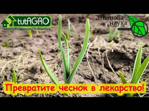 ЭТА ПОДКОРМКА ПРЕВРАТИТ ЧЕСНОК В ЛЕКАРСТВО! Небывалый урожай очень полезного чеснока! ЭТА ПОДКОРМКА ПРЕВРАТИТ ЧЕСНОК В ЛЕКАРСТВО! Небывалый урожай очень полезного чеснока!