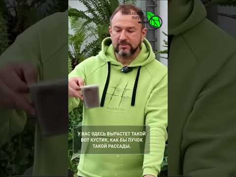 Даже у новичков рассада будет загляденье! Попробуйте этот способ