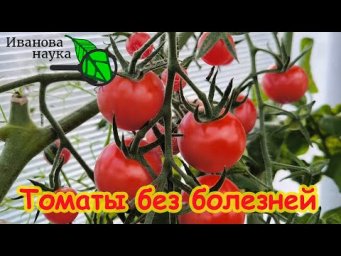 НАДОЕЛ УЖЕ ПОКАЗЫВАТЬ СВОИ ПОМИДОРЫ! Собираю томаты в октябре. Никаких болезней на томатах.