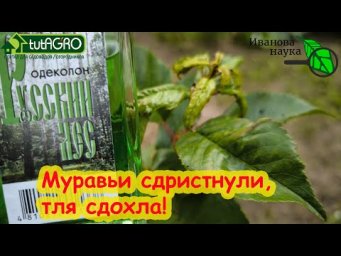 Муравьи все СБЕЖАЛИ, а тля СДОХЛА. Самый дешевый одеколон против муравьев и тлей.
