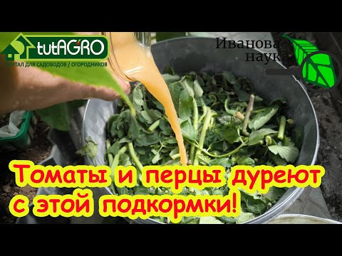 НИКОГДА НЕ ВЫБРАСЫВАЙТЕ ПАСЫНКИ! Из пасынков делаем супер удобрение для подкормки томатов. Рецепт!