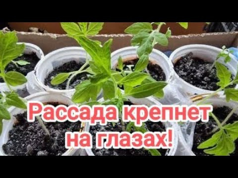 РАССАДА ПРИЖИВАЕТСЯ И КРЕПНЕТ НА ГЛАЗАХ! Надо просто правильно... РАССАДА ПРИЖИВАЕТСЯ И КРЕПНЕТ НА ГЛАЗАХ! Надо просто правильно...